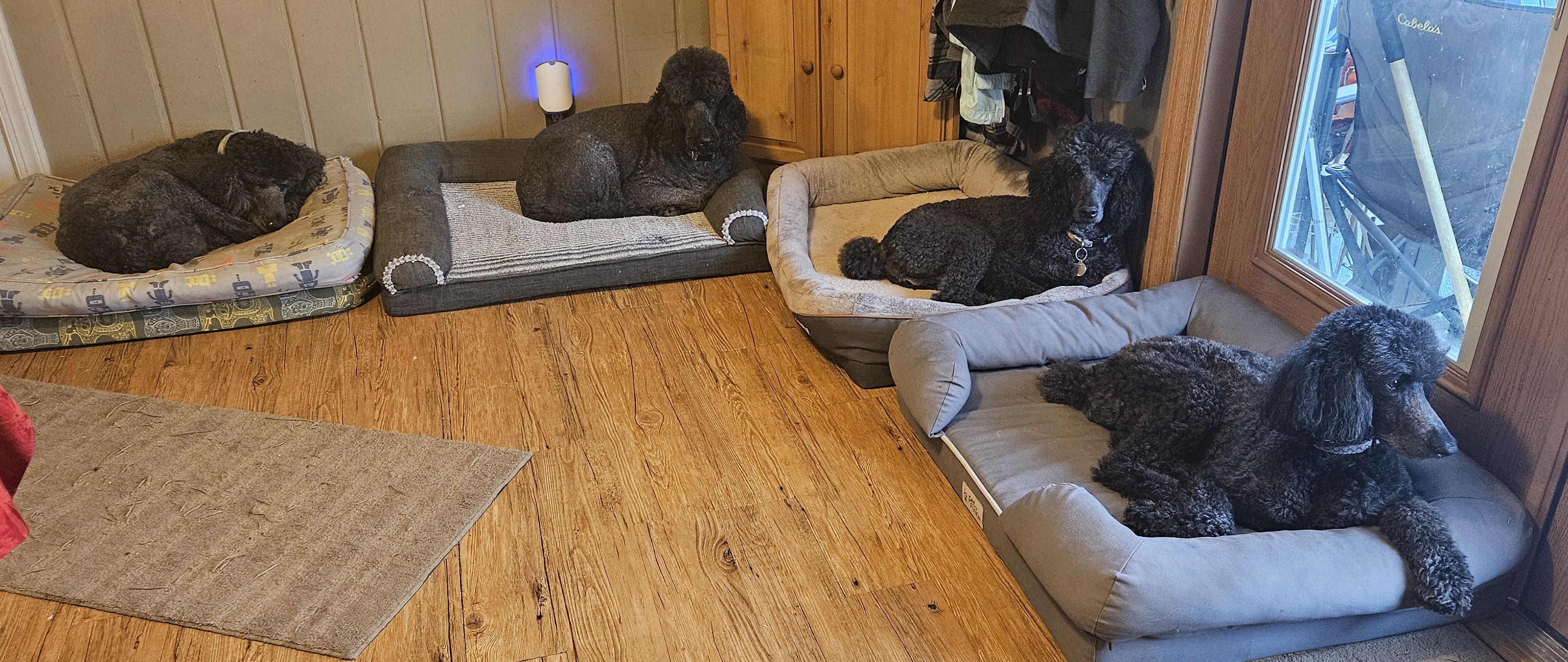 Dylan, Bentley, Jasper, Darla